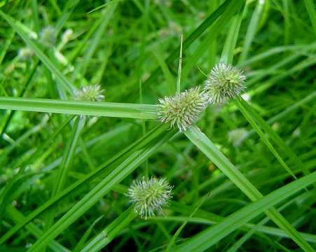 Image of Asian spikesedge