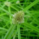 Image of Asian spikesedge