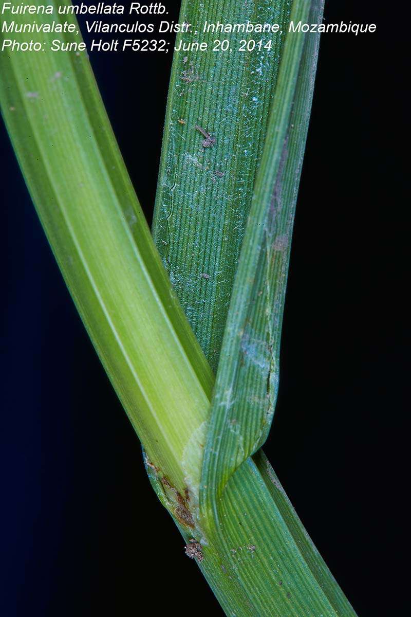 Image of umbrella-sedge