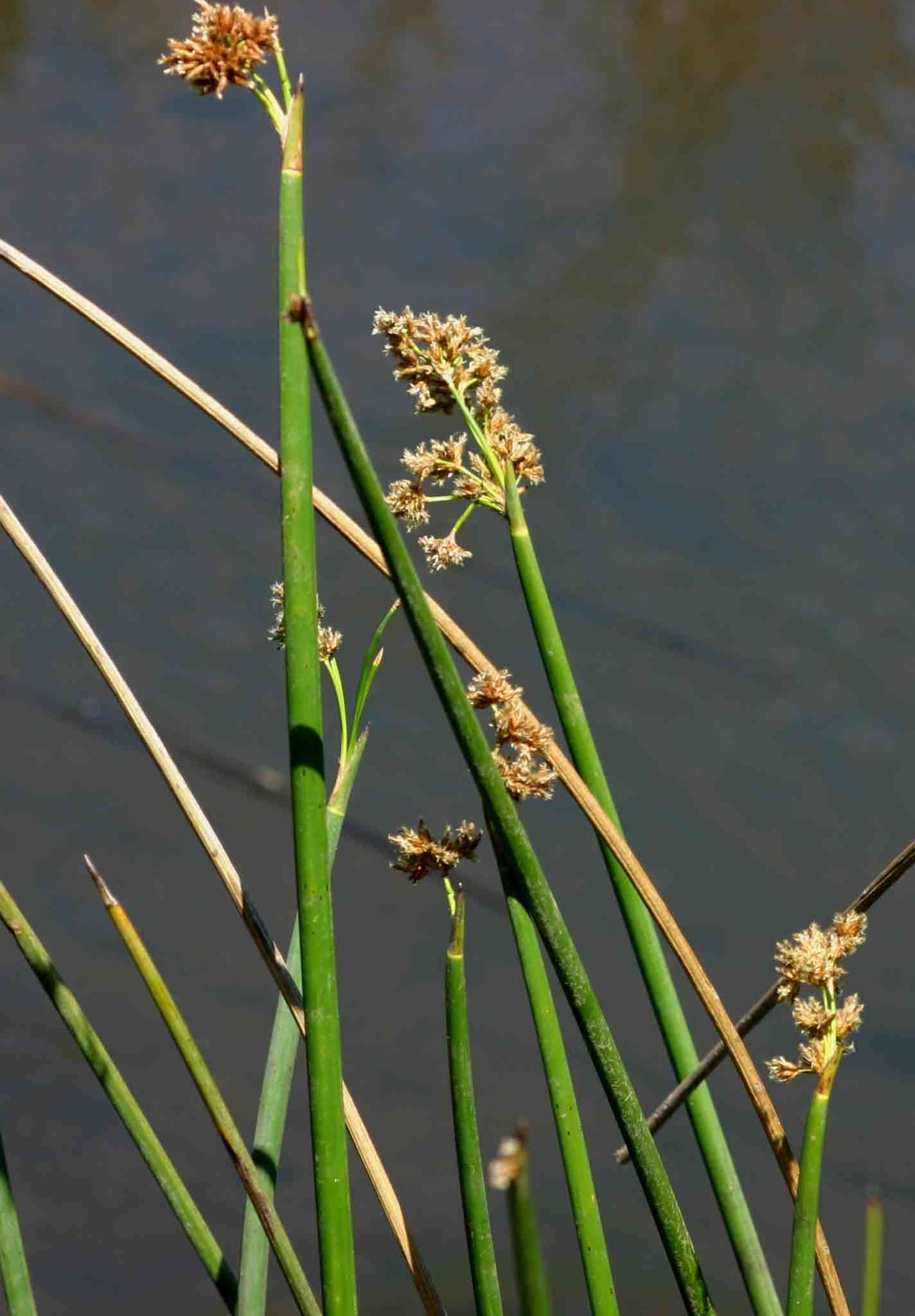 Plancia ëd Schoenoplectus corymbosus (Roth ex Roem. & Schult.) J. Raynal