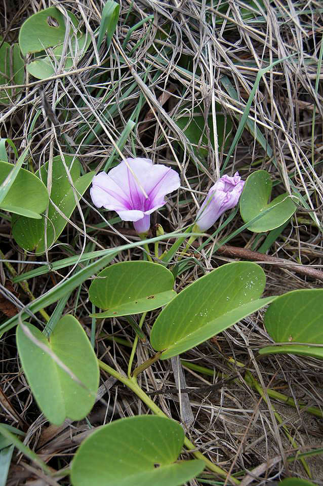 Ipomoea pes-caprae (L.) R. Brown resmi