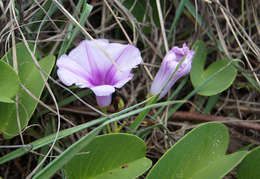 Ipomoea pes-caprae (L.) R. Brown resmi