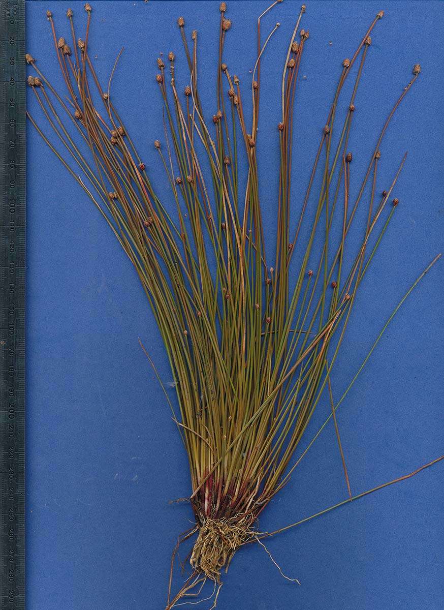 Image of Eleocharis caduca (Delile) Schult.