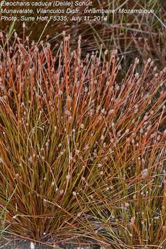 Image of Eleocharis caduca (Delile) Schult.