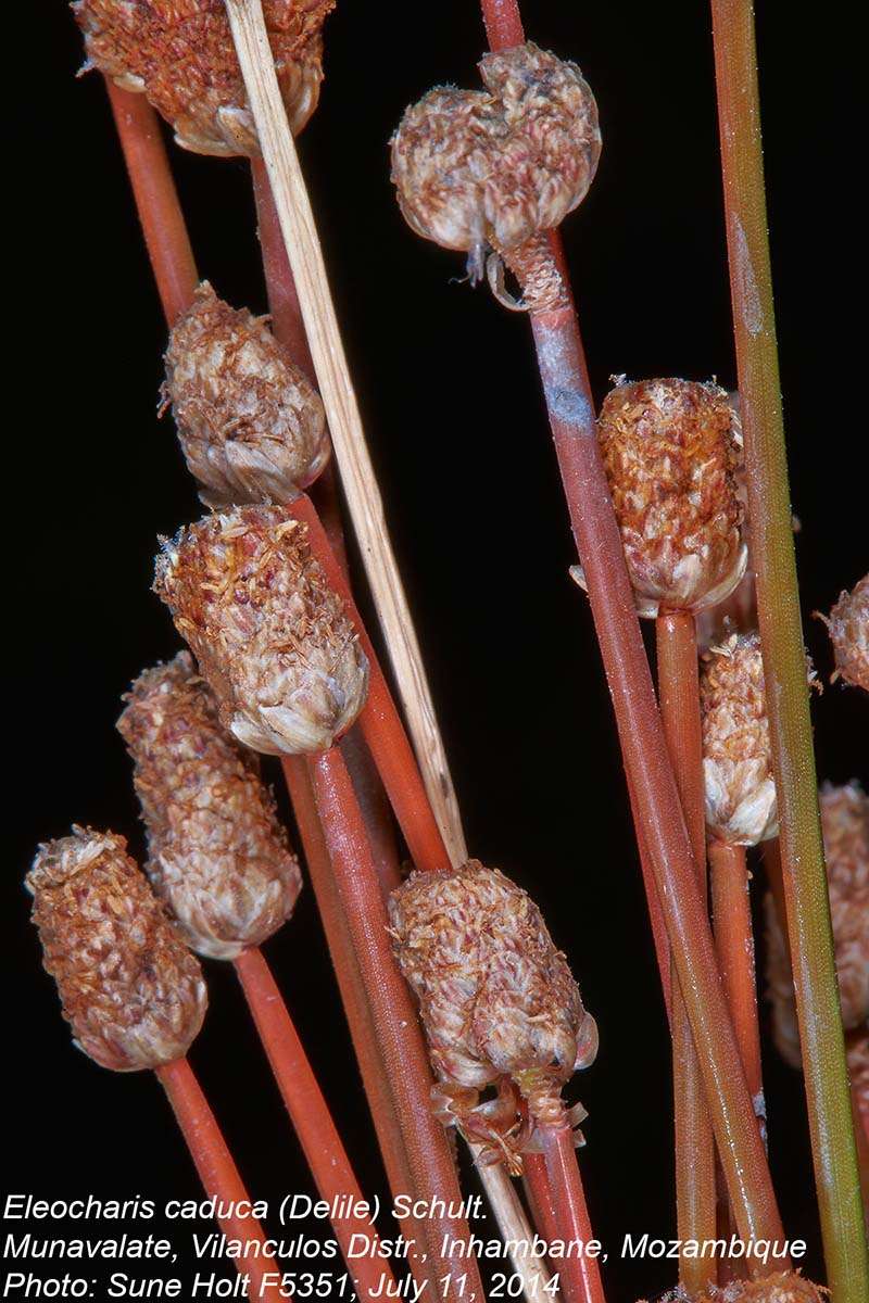 Image of Eleocharis caduca (Delile) Schult.