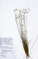 Image of slender sedge