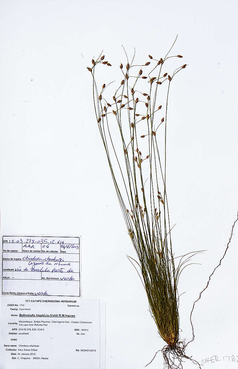 Image of slender sedge