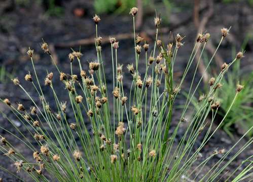 Bulbostylis schoenoides (Kunth) C. B. Clarke的圖片