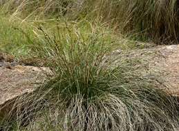 Image of Coleochloa