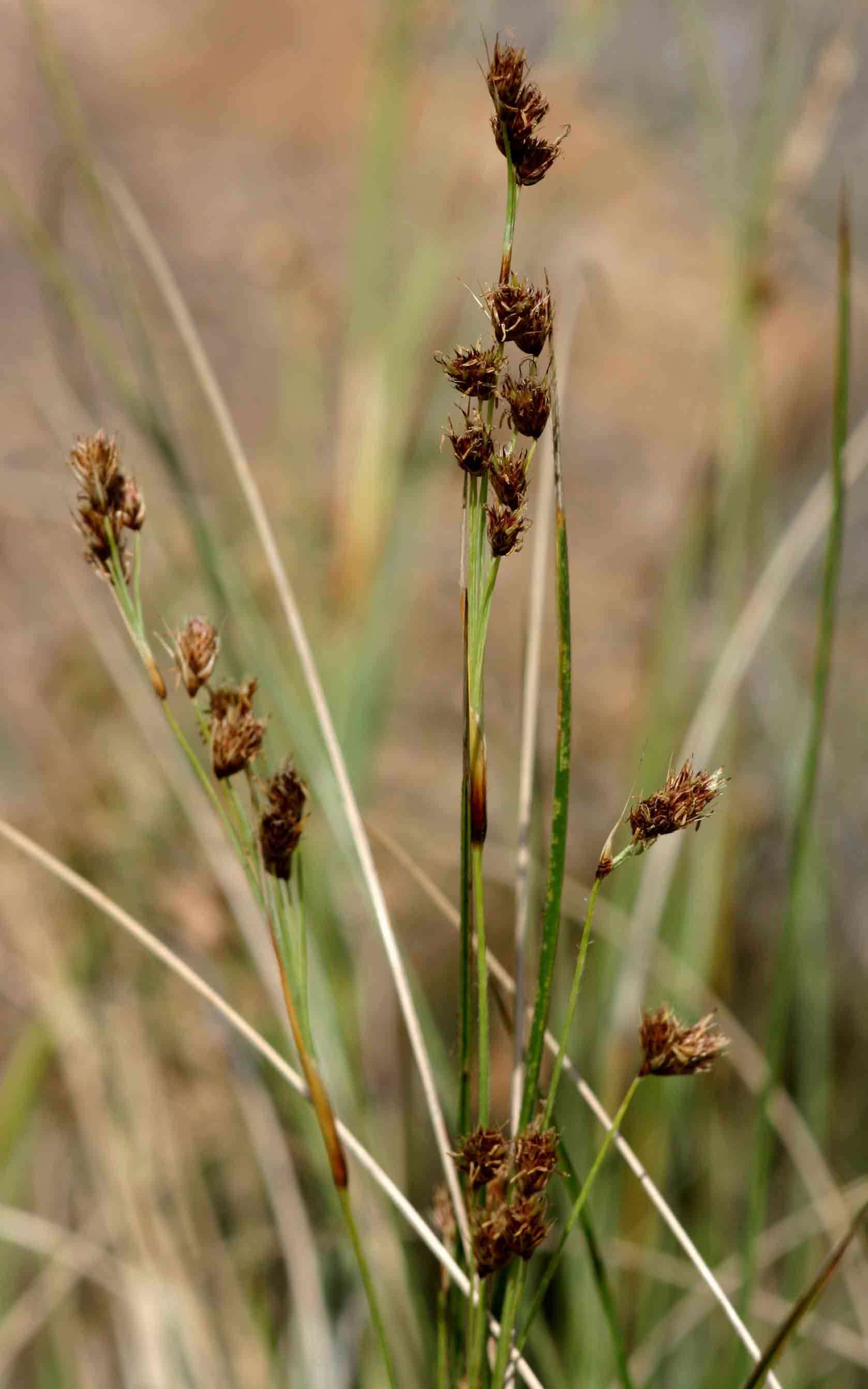 Image of Coleochloa