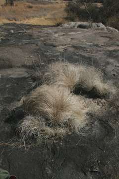 Image of Coleochloa