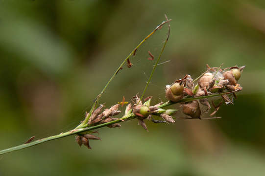 Scleria resmi