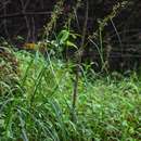 Sivun <i>Carex spicato-paniculata</i> kuva