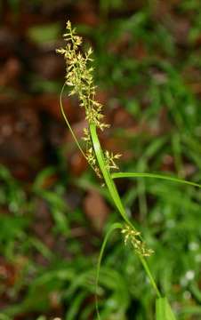 Magnoliophyta resmi