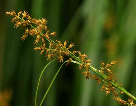 Image of Magnoliophyta