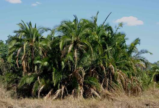 Image of date palm