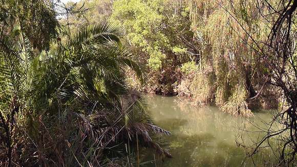 Image of date palm