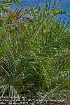 Image of date palm