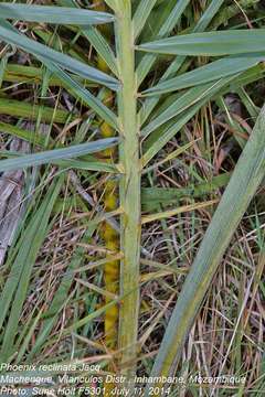 Image of date palm