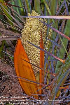 Image of date palm