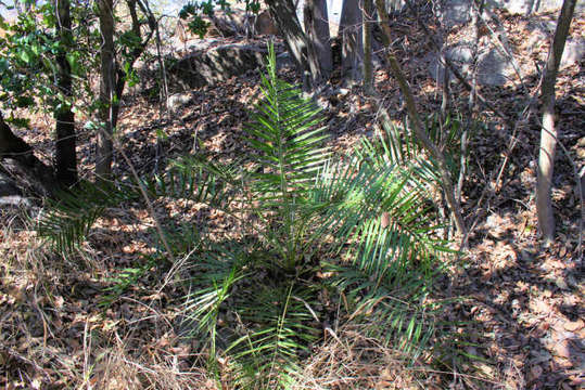 Image of date palm