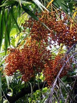 Image of date palm