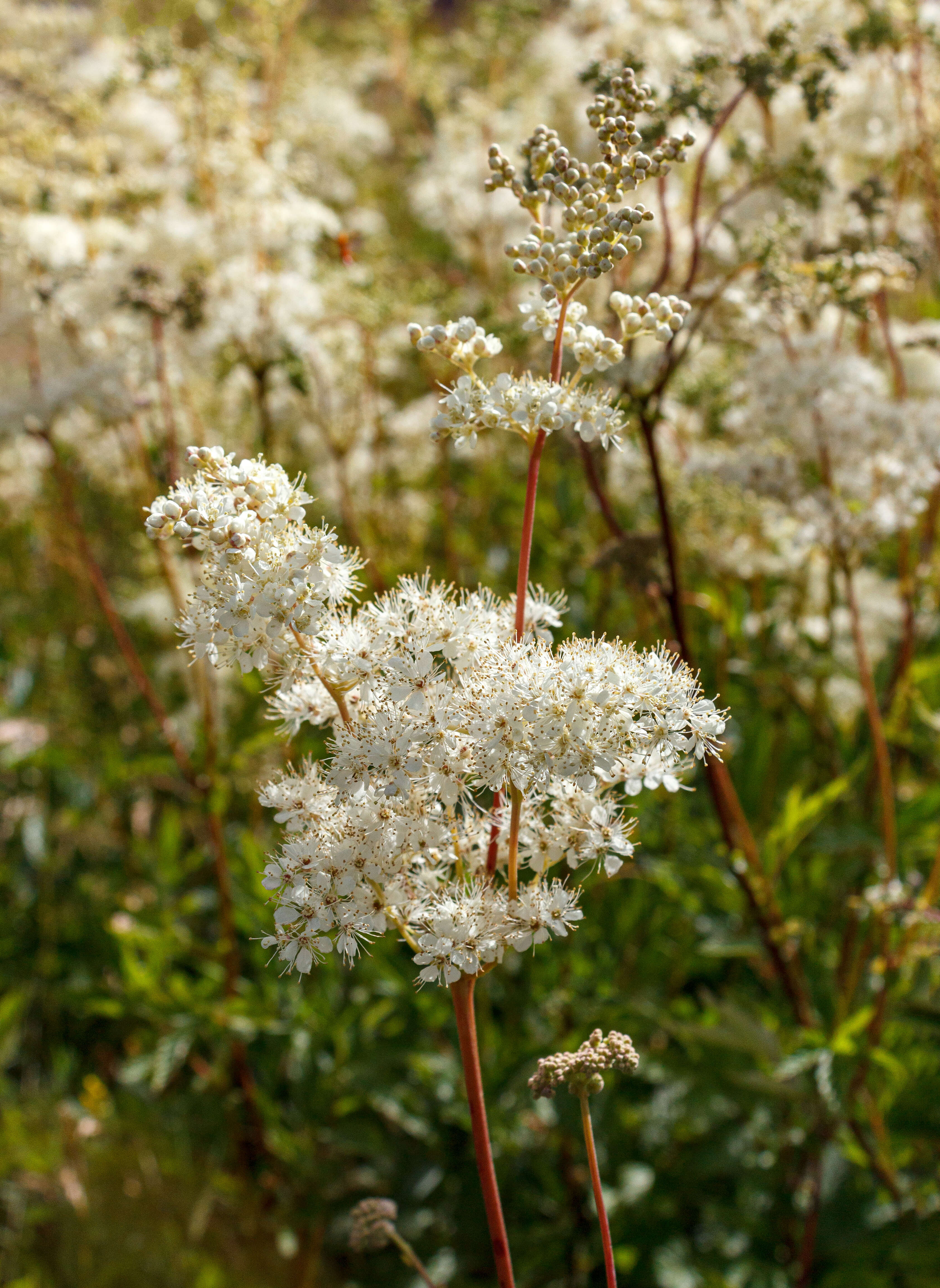 Image of Meadowsweet