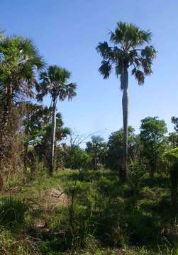 Image of borassus palm