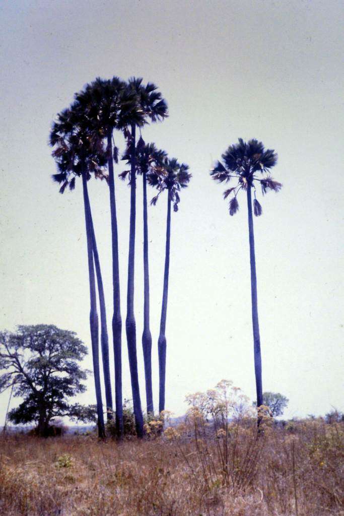 Image of borassus palm