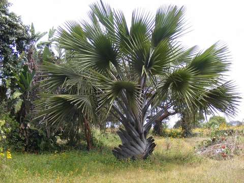 Image of borassus palm