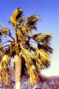 Image of borassus palm