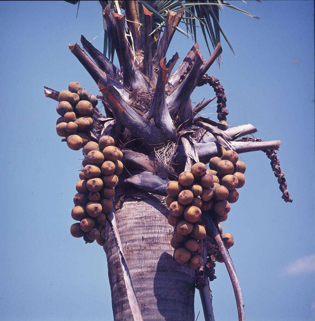 Image of borassus palm