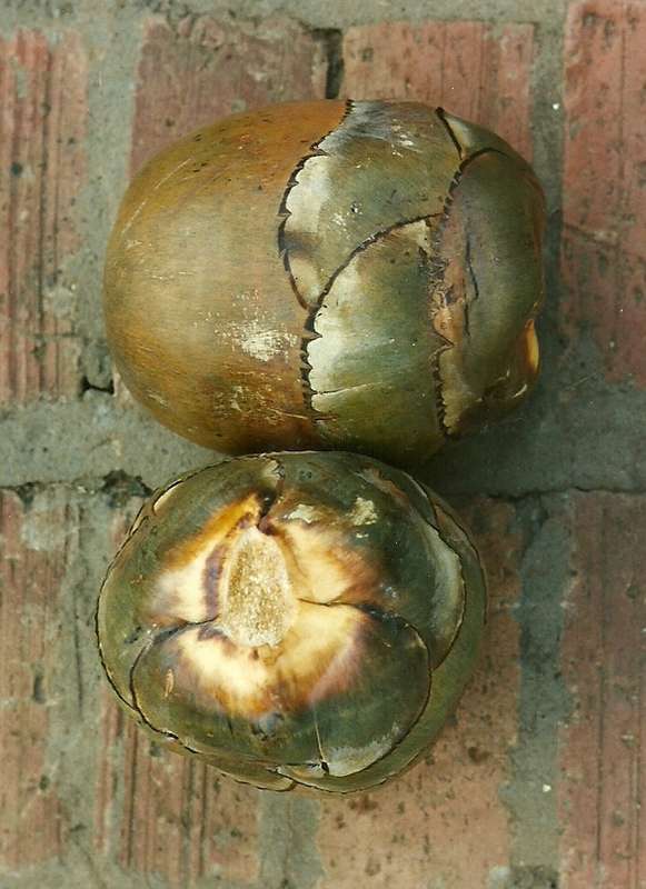 Image of borassus palm