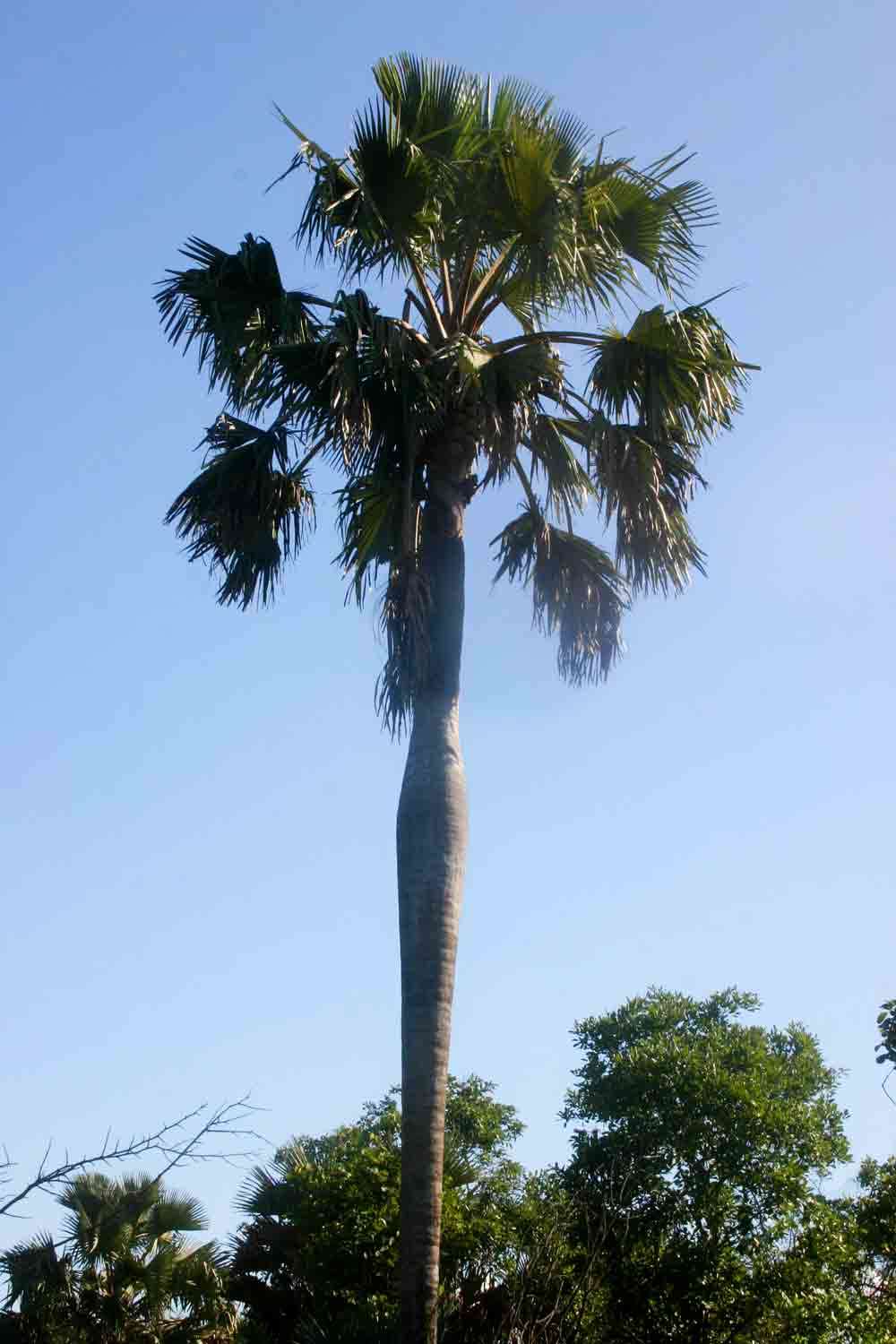 Image of borassus palm