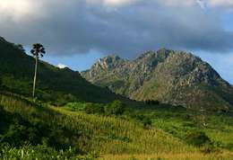 Image of borassus palm