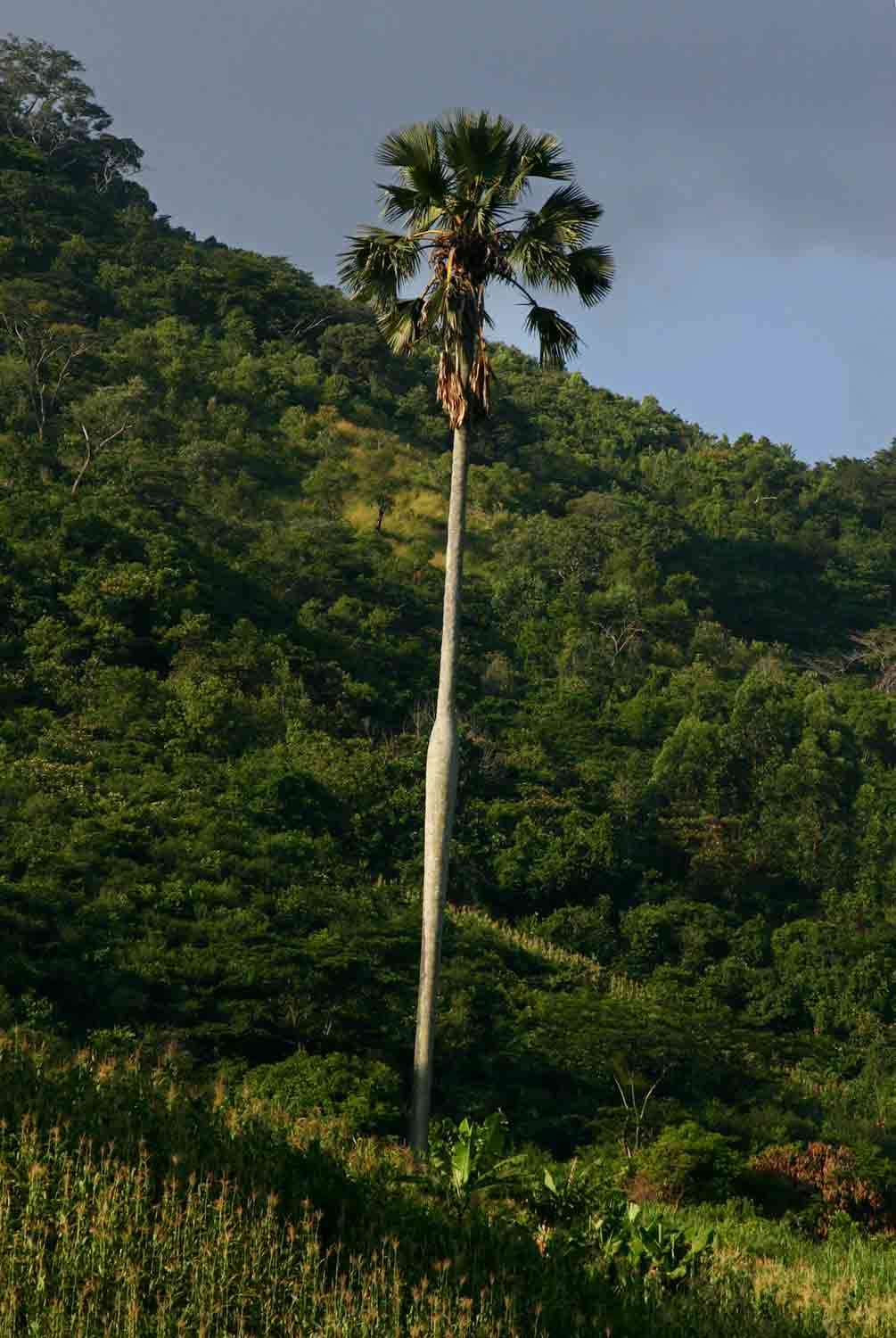 Image of borassus palm