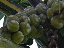 Image of borassus palm