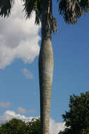 Image of borassus palm