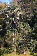 Image of borassus palm