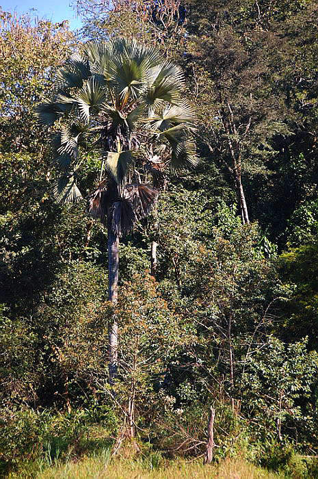 Image of borassus palm