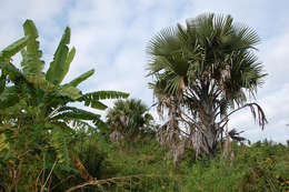 Image of borassus palm