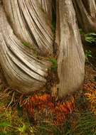 Image of raffia palm