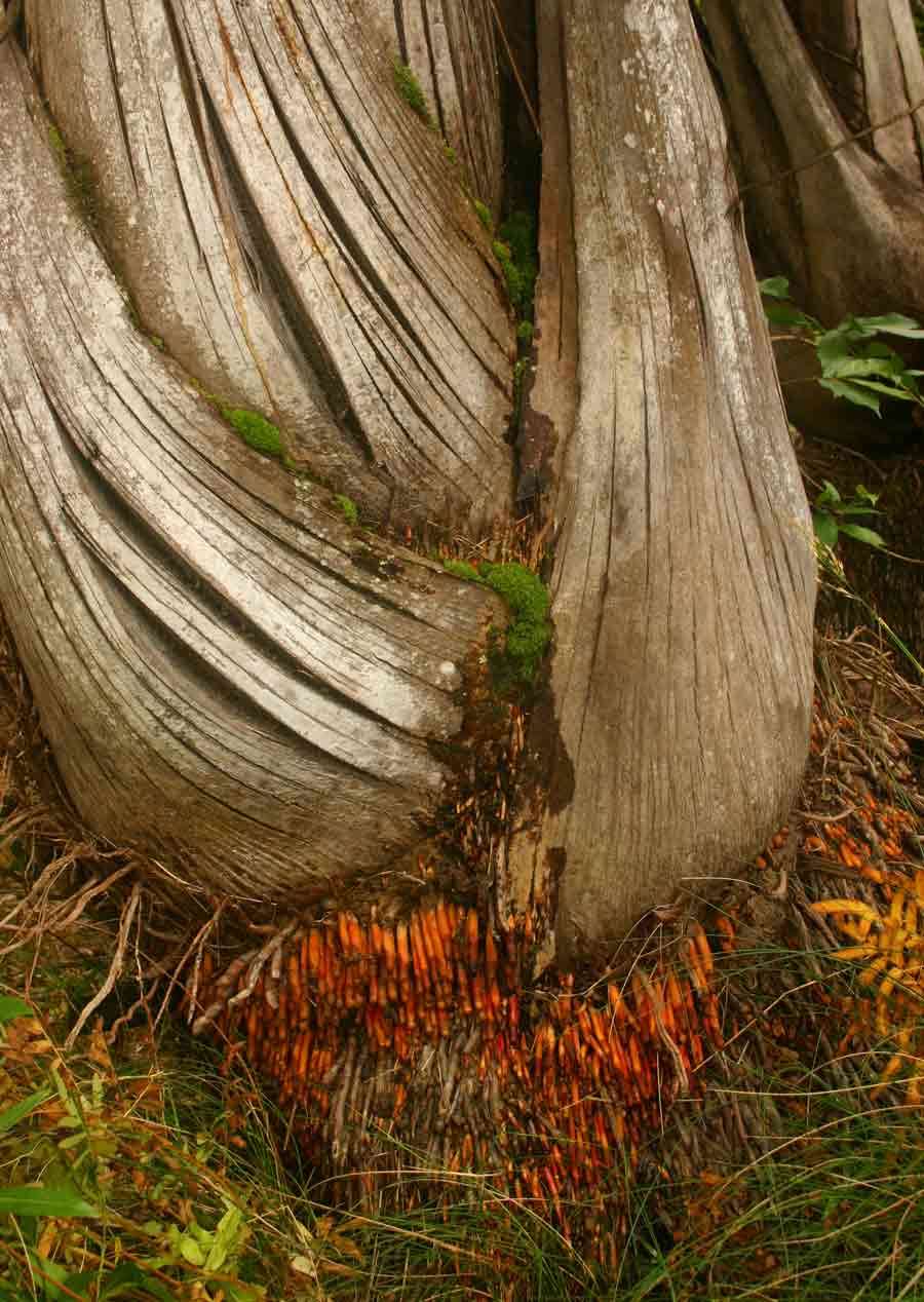 Image of raffia palm