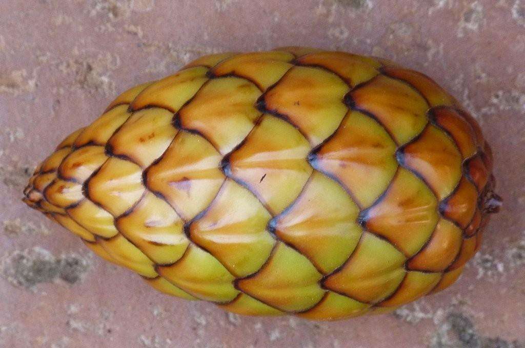 Image of raffia palm