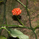 Image of Culcasia falcifolia Engl.