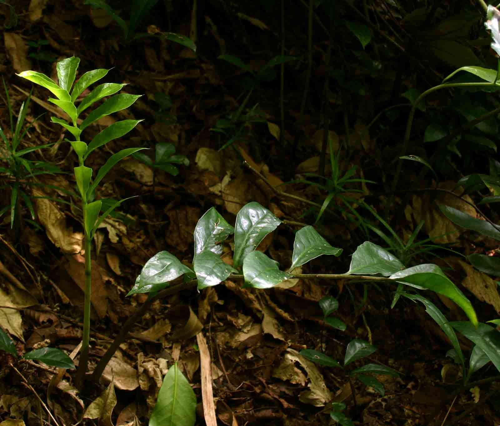 Imagem de Zamioculcas