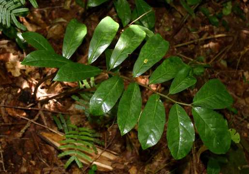 Image of Zamioculcas