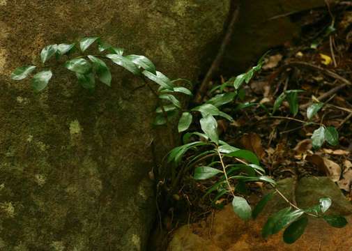 Image de Zamioculcas