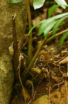 Image de Zamioculcas