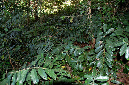 Image of Zamioculcas